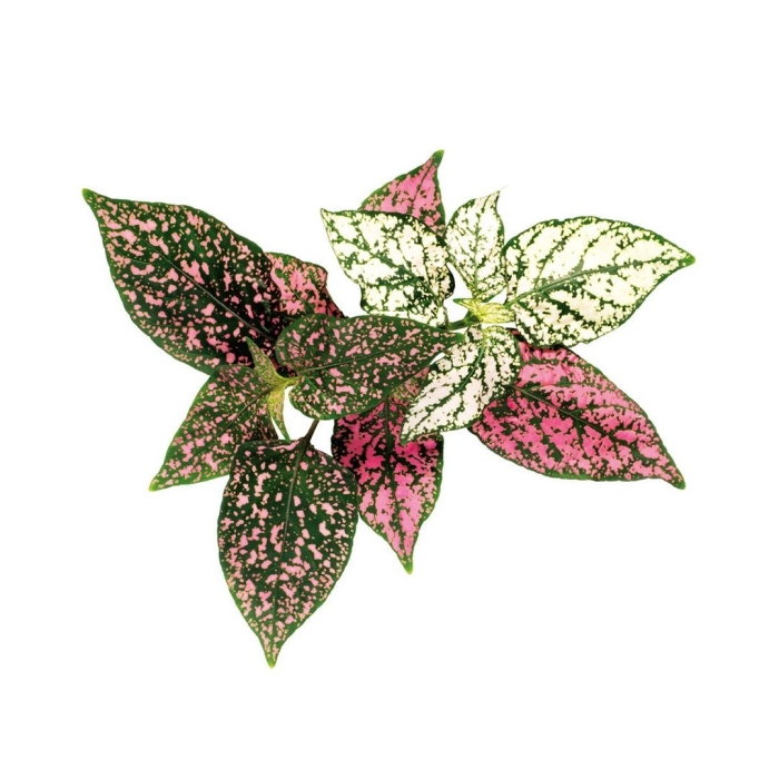 Цветок гипоэстес