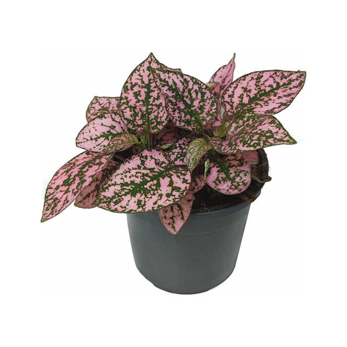 Гипоэстес листоколосниковый