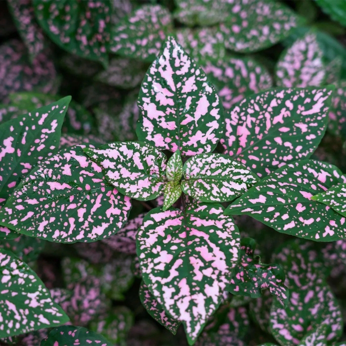 Гипоэстес листоколосниковый