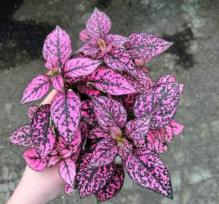 Пилея гипоэстес