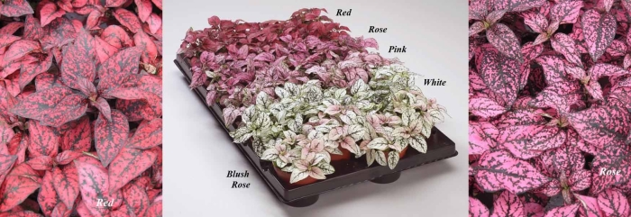 Гипоэстес конфетти