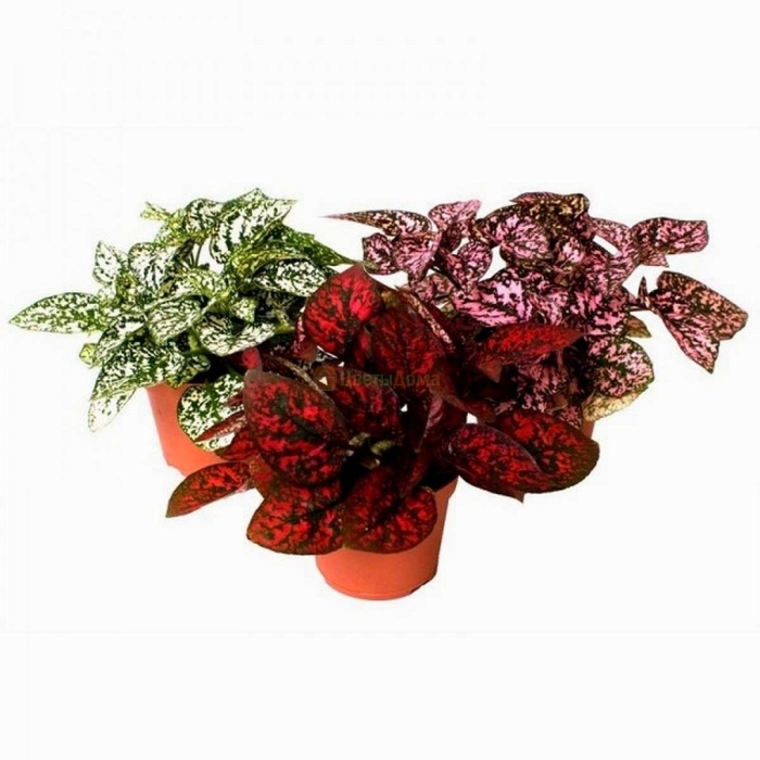 Гипоэстес аглаонема