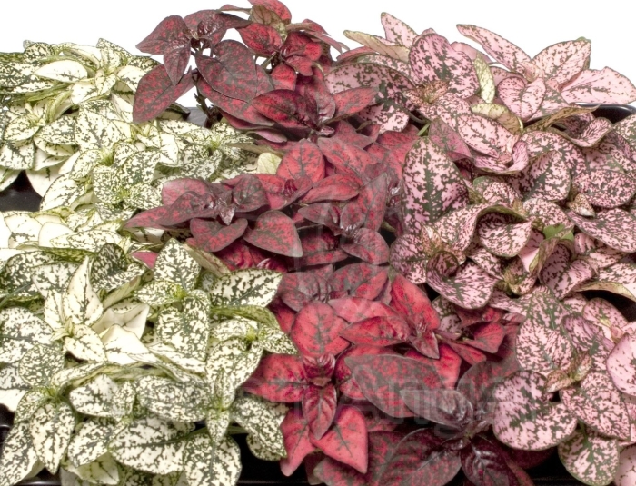 Гипоэстес листоколосниковый