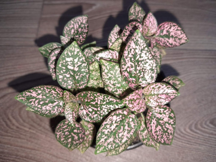 Гипоэстес цветок уход в домашних условиях