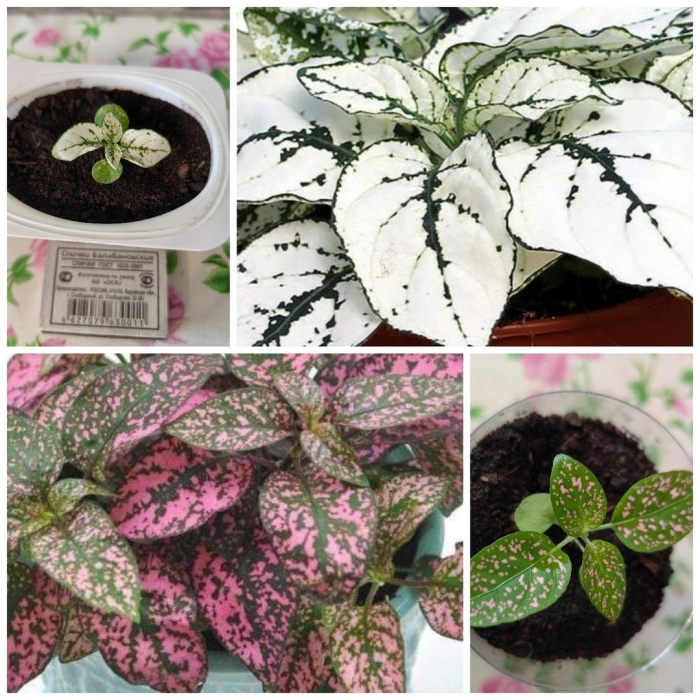 Гипоэстес конфетти белый