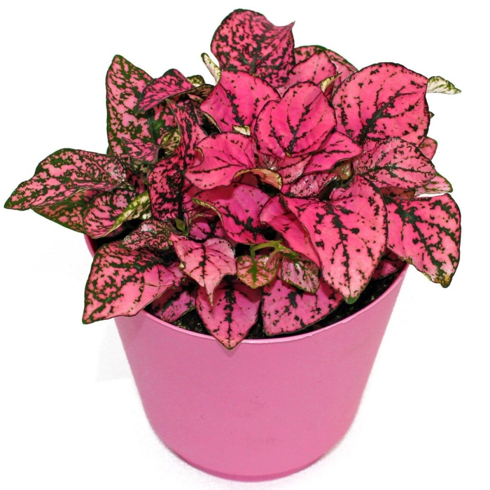 Ирезине гипоэстес