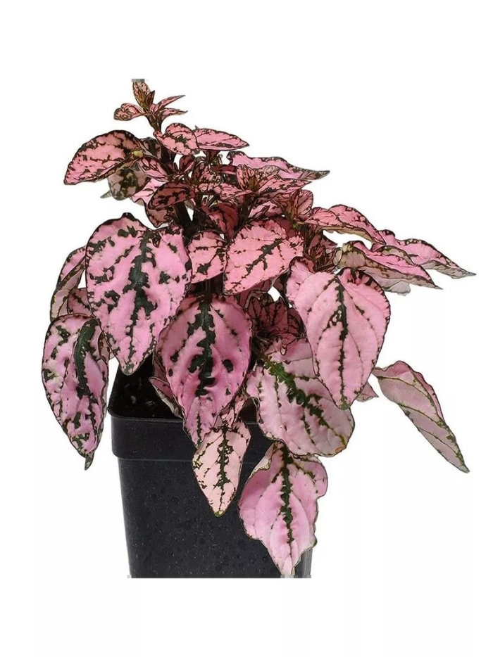 Гипоэстес розовый