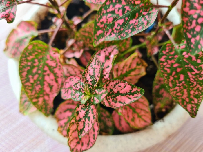 Гипоэстес листоколосниковый