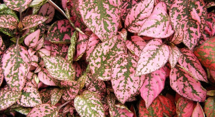 Гипоэстес листоколосковый