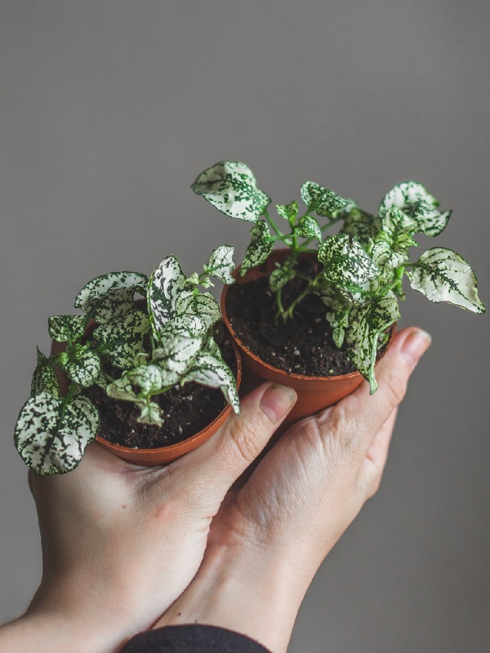 Гипоэстес листоколосниковый