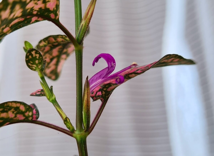 Гипоэстес цветение