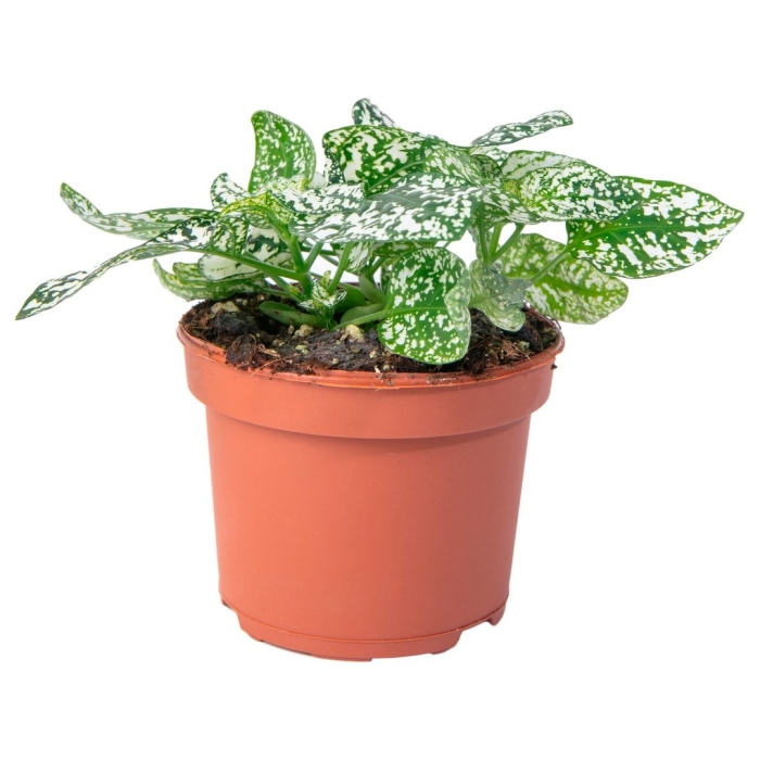 Пилея гипоэстес