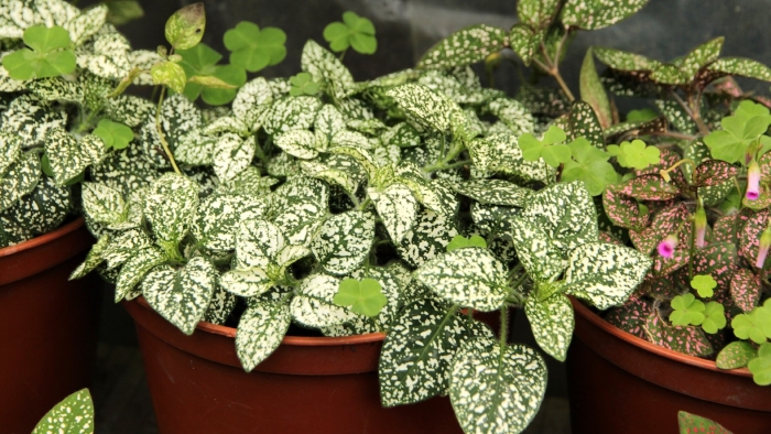 Гипоэстес огнистый