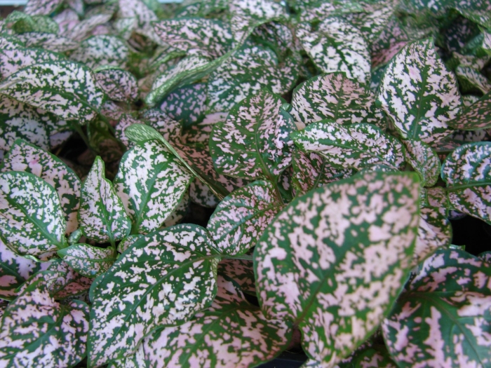 Пилея гипоэстес