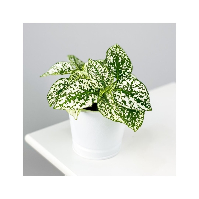 Гипоэстес вайт