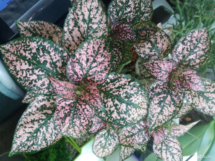 Гипоэстес листоколосниковый