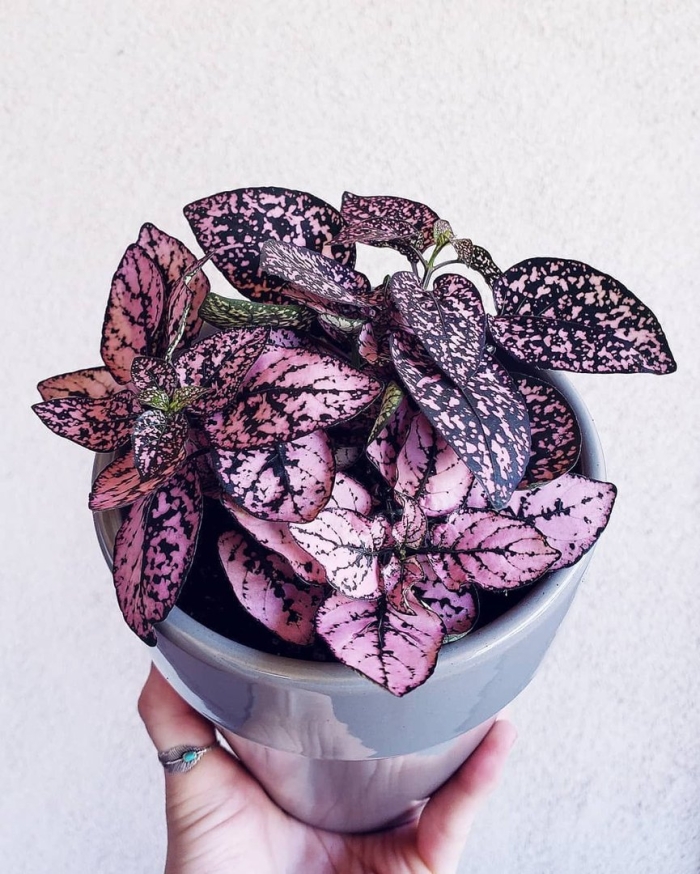 Гипоэстес листоколосниковый