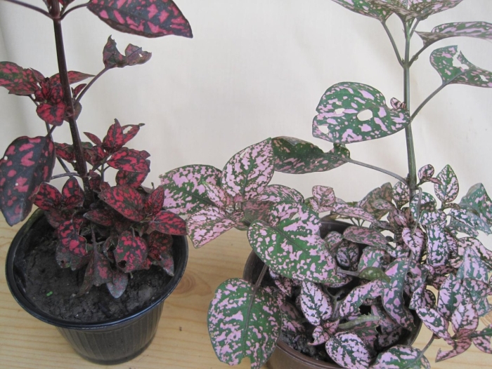 Пилея гипоэстес