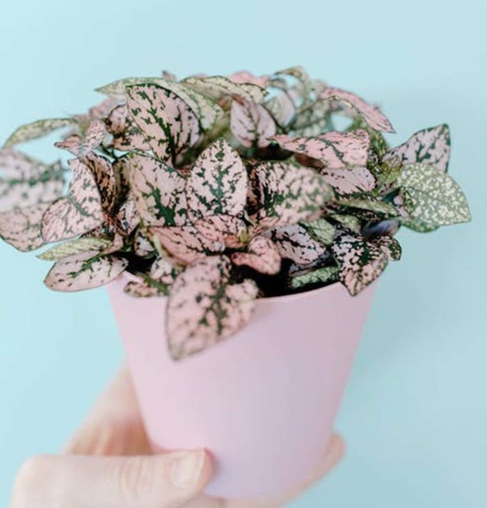 Гипоэстес листоколосниковый