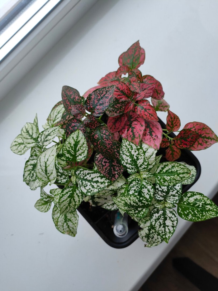 Гипоэстес выращивание из семян в домашних условиях