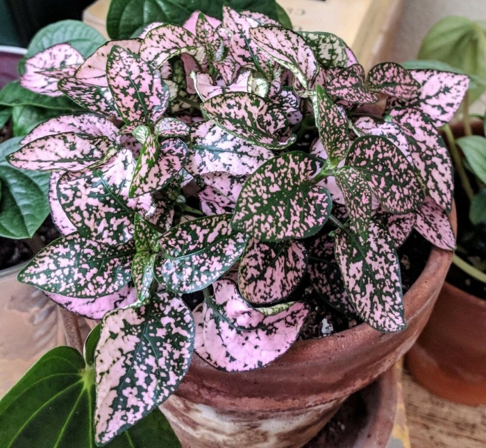 Гипоэстес кроваво красный