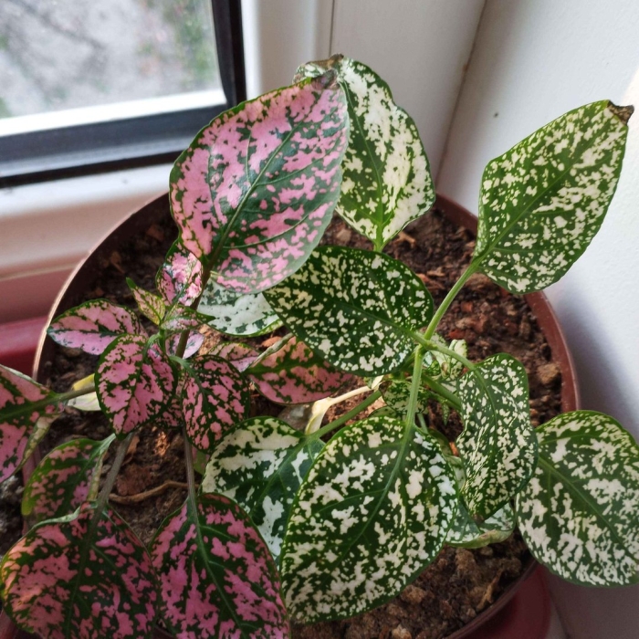 Гипоэстес листоколосниковый