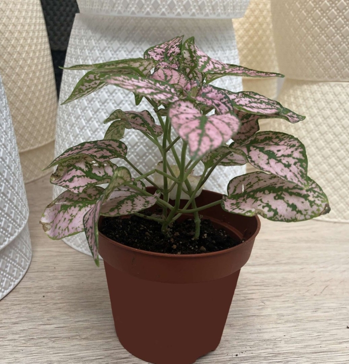 Гипоэстес цветение