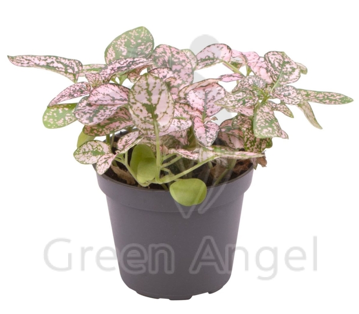 Гипоэстес пинк полка