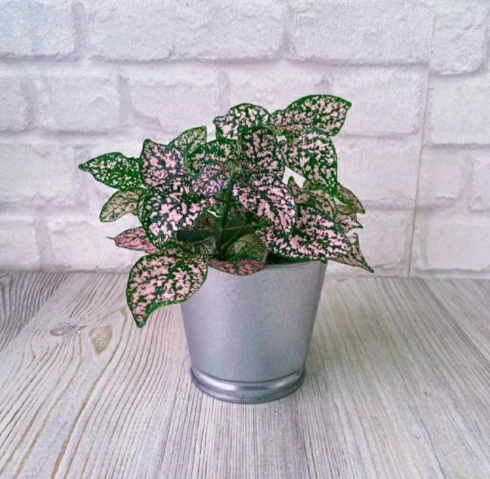 Плант микс гипоэстес