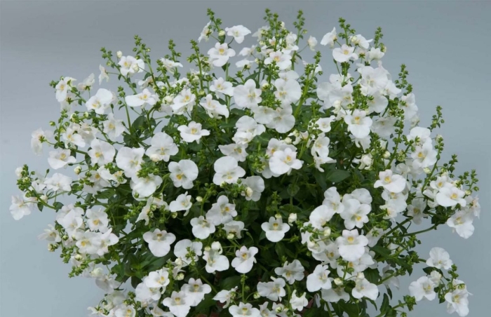 Диасция juliet appleblossom