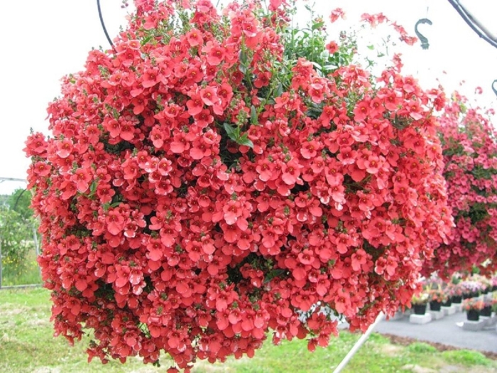 Диасция ампельная