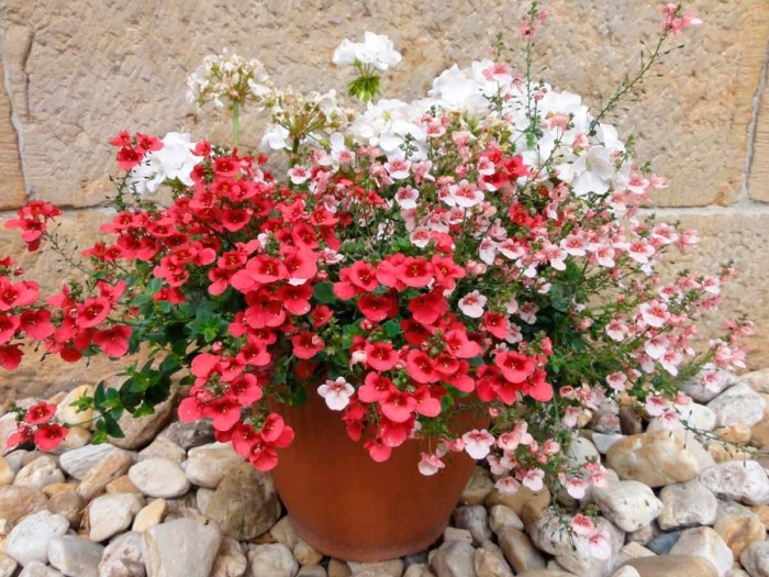 Диасция выращивание из семян в домашних условиях на рассаду