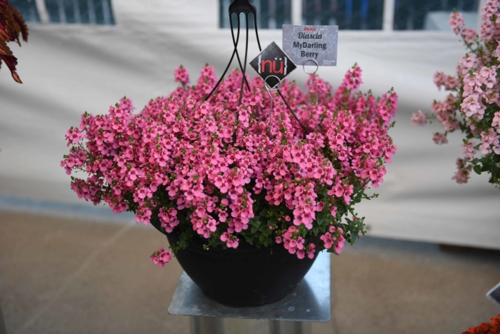 Диасция красная ампельная