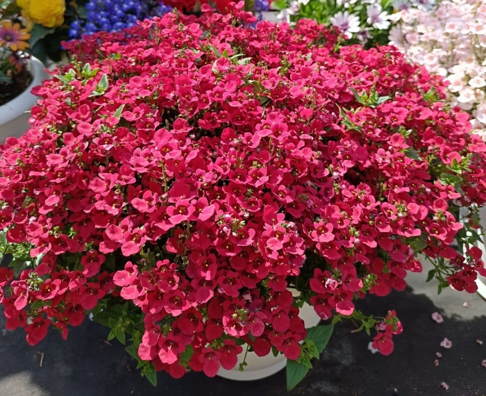 Диасция успех выращивание из семян в домашних условиях на рассаду