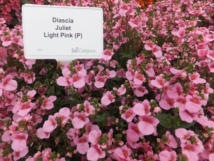 Диасция ампельная