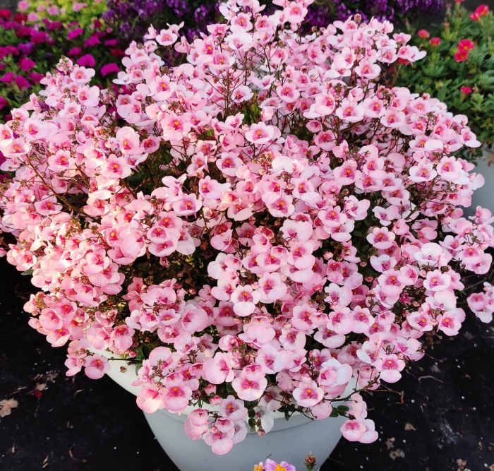 Диасция juliet appleblossom