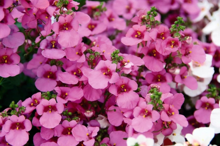 Диасция ампельная бася