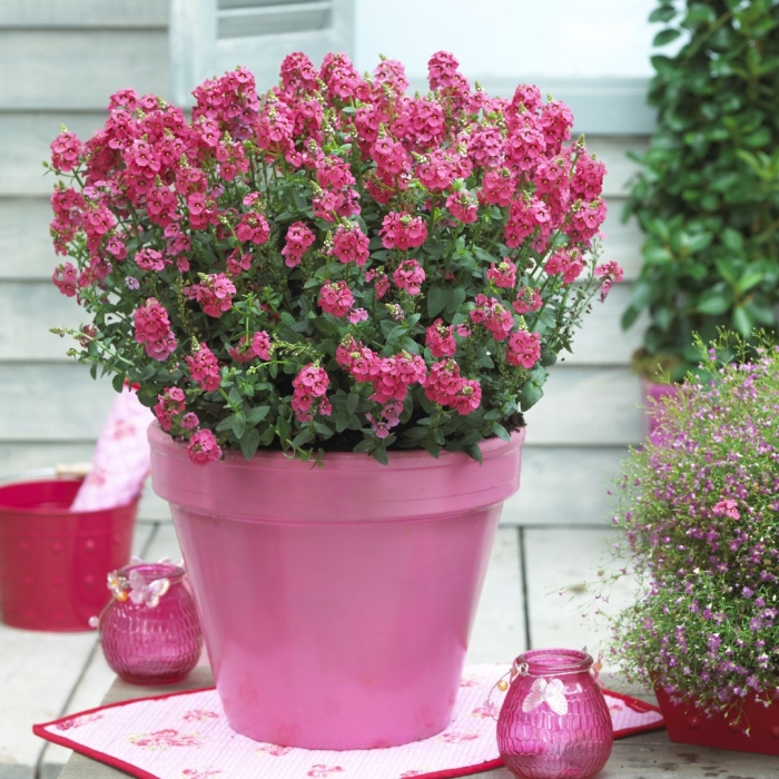 Диасция ампельная