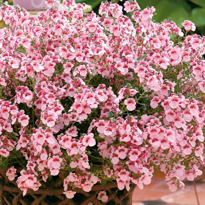 Диасция juliet appleblossom