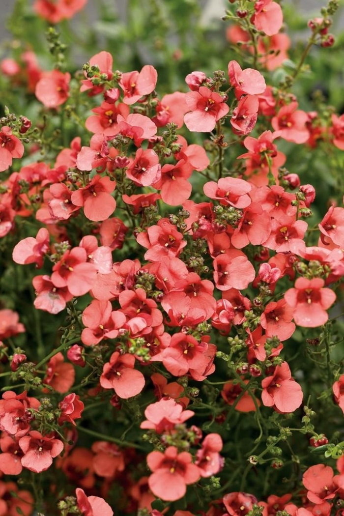 Диасция розовая