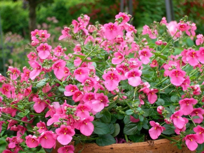 Диасция выращивание