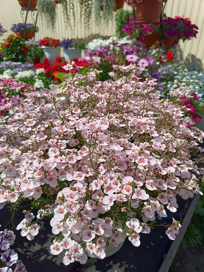 Диасция darla appleblossom