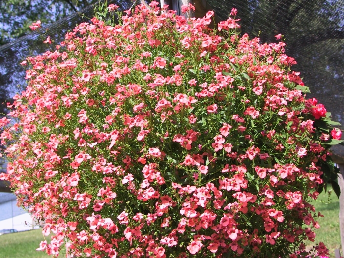 Петуния ампельная опера пинк морн