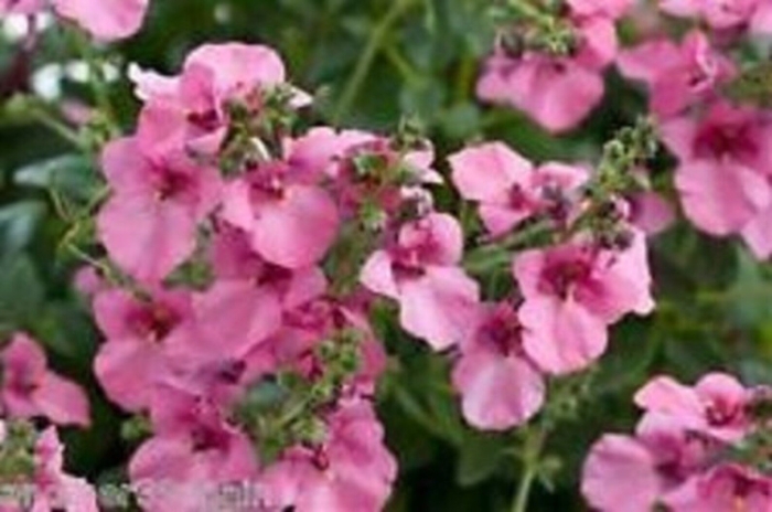 Диасция ампельная