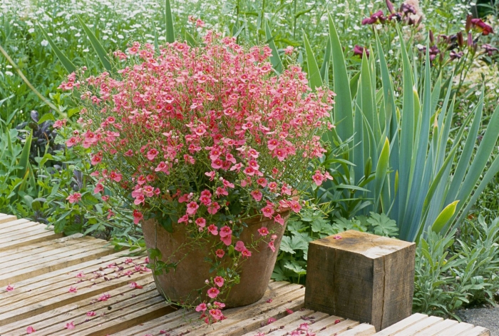 Диасция эппл блоссом