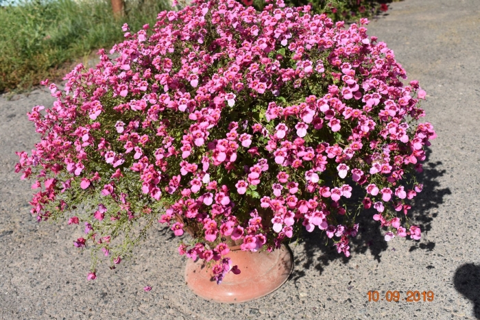 Диасция ампельная