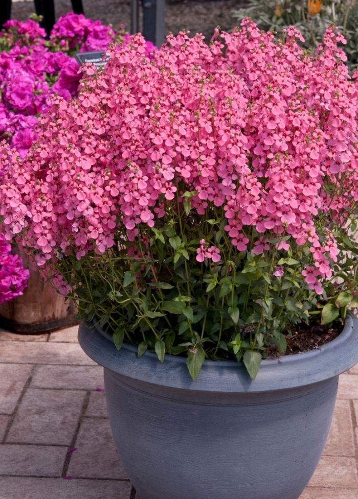 Диасция ампельная