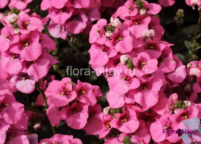 Диасция бородчатая