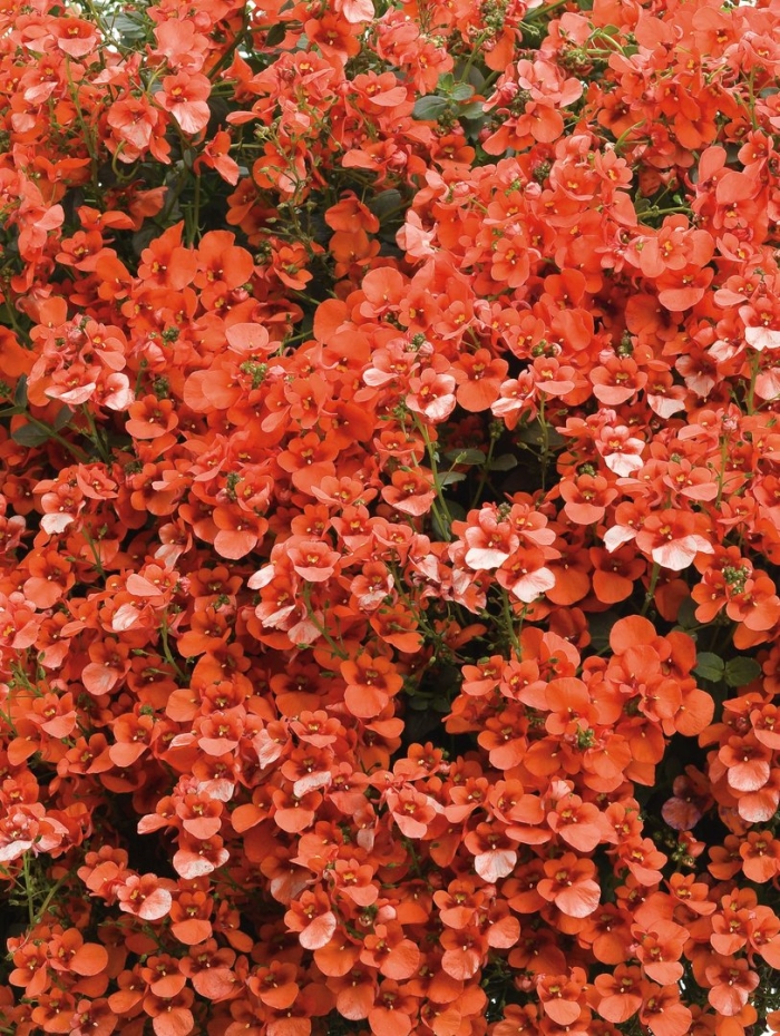 Диасция ампельная