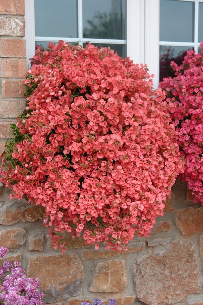 Диасция ампельная